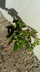 Euphorbia hypericifolia