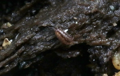 Styloniscidae
