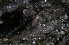 Styloniscidae