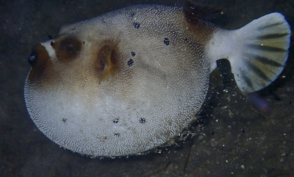 Blackspotted puffer