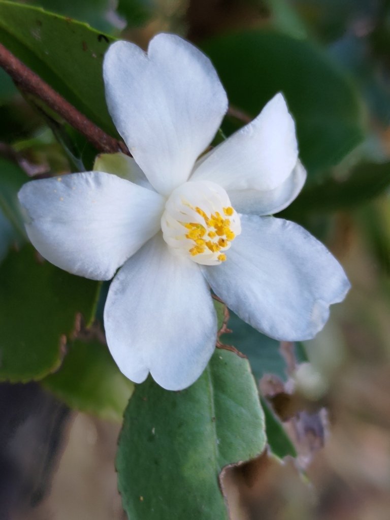 Camellias