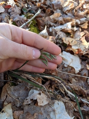Poa cuspidata