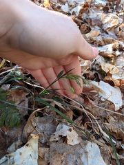 Poa cuspidata