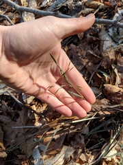 Poa cuspidata