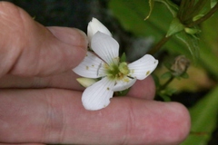 Gentianella montana montana