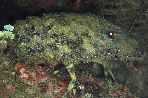 Sculptured Slipper Lobster (Parribacus antarcticus)