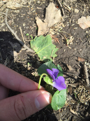 Viola
