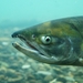 Chum Salmon - Photo no rights reserved, uploaded by Focus Saranpat Ouilapan