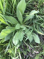 Plectocephalus americanus