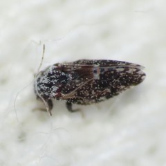 Aphalaroida pithecolobia