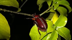 Coleoptera