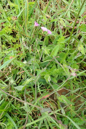 Emilia arvensis