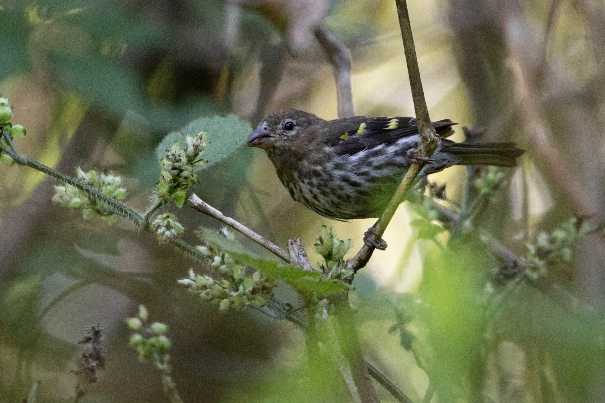 Mountain Serin illustration