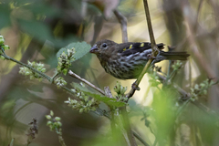Mountain Serin photo 1
