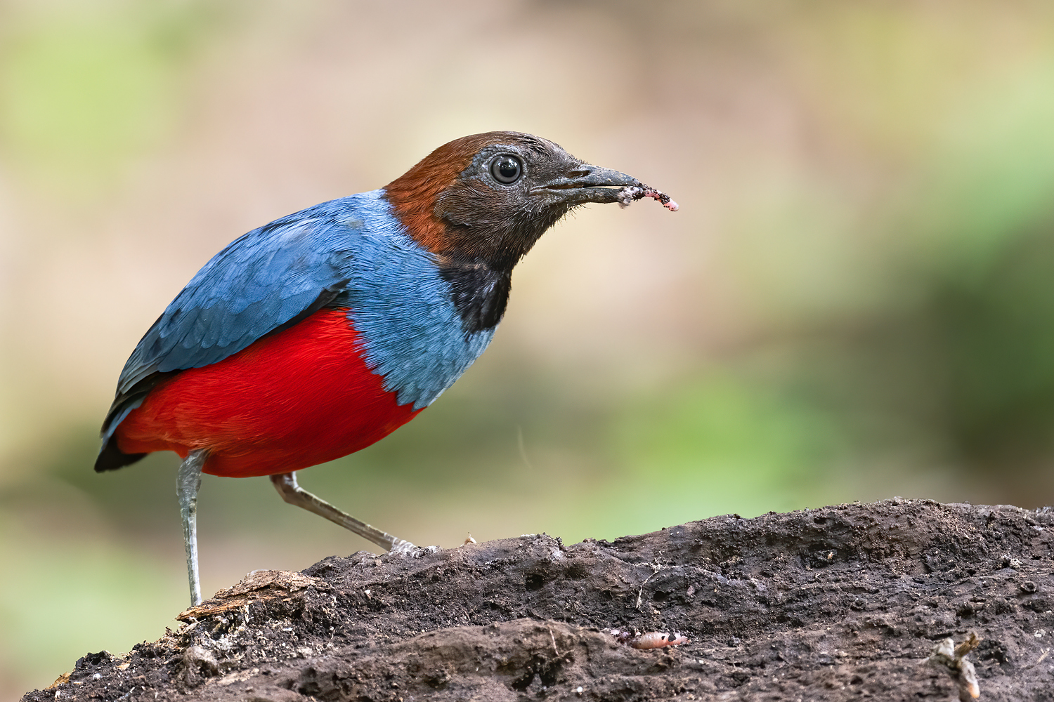 Philippine Pitta (Erythropitta erythrogaster) · iNaturalist