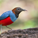 Erythropitta erythrogaster - Photo (c) boasemmanuel, algunos derechos reservados (CC BY-NC)