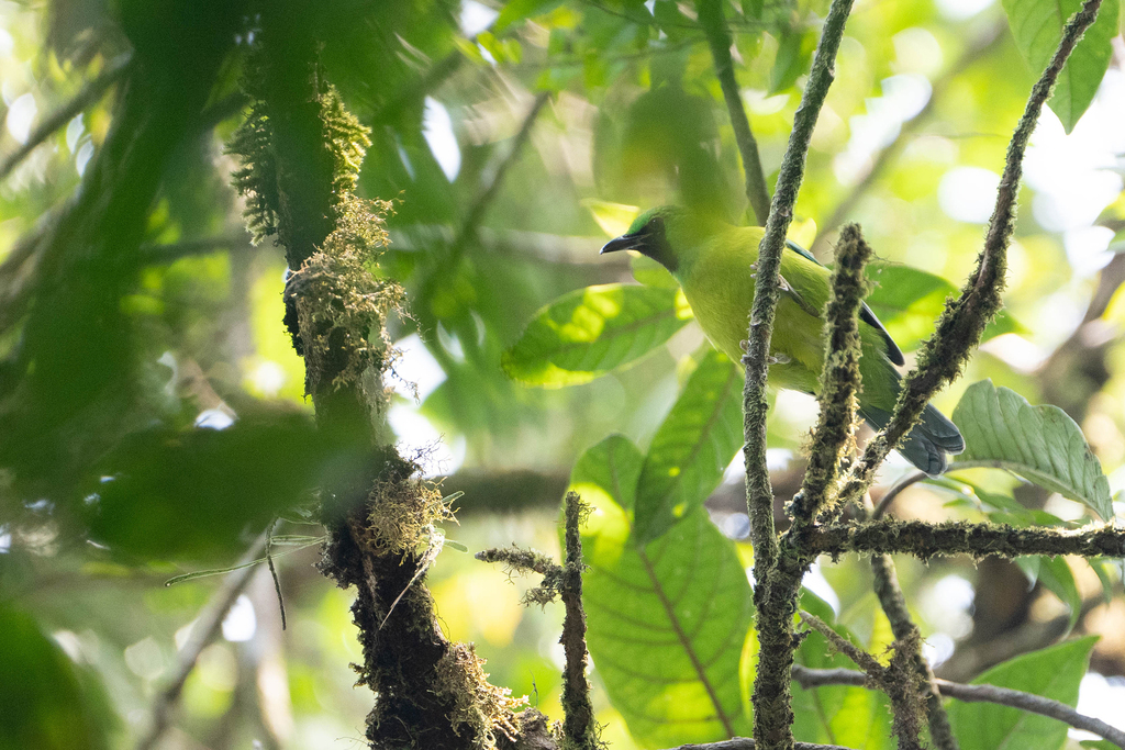 Bornean Leafbird (Chloropsis kinabaluensis)