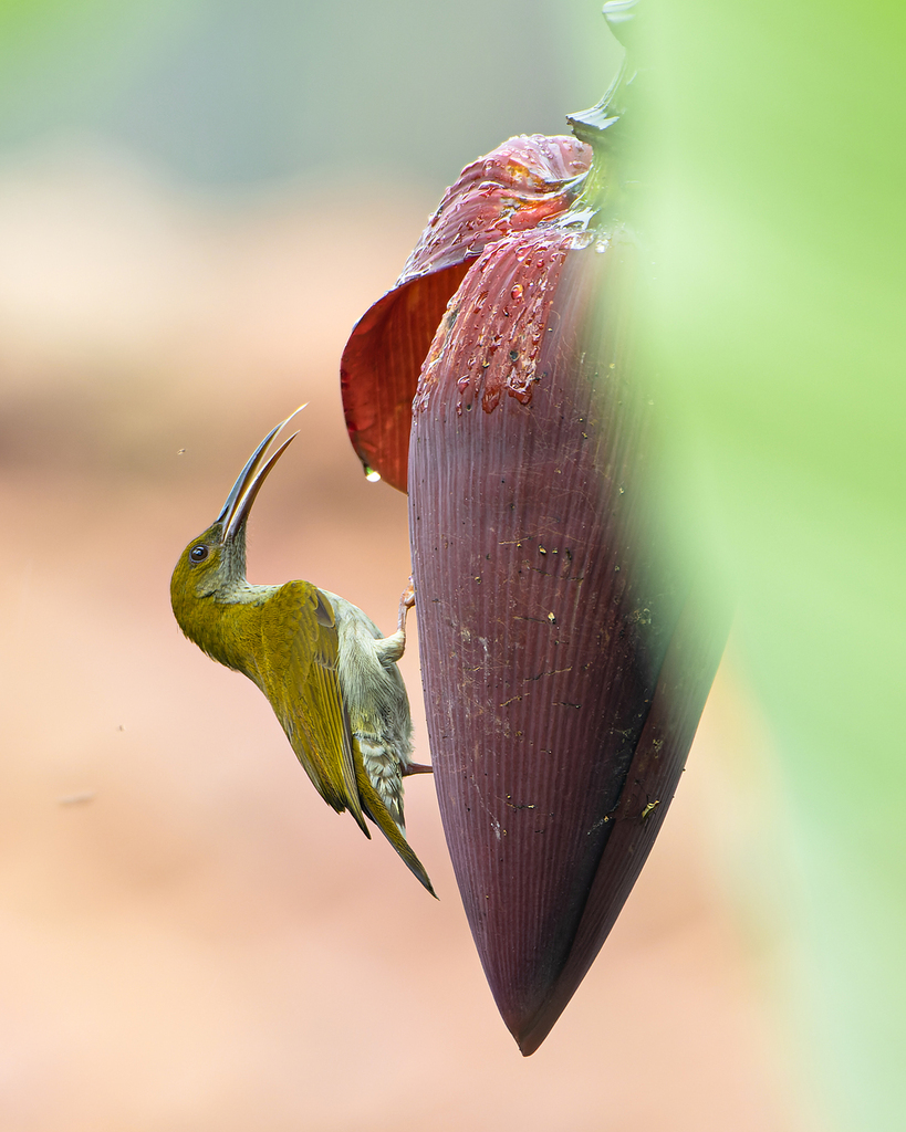 Streaky-breasted Spiderhunter photo