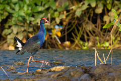 Black-Backed Swamphen photo 3