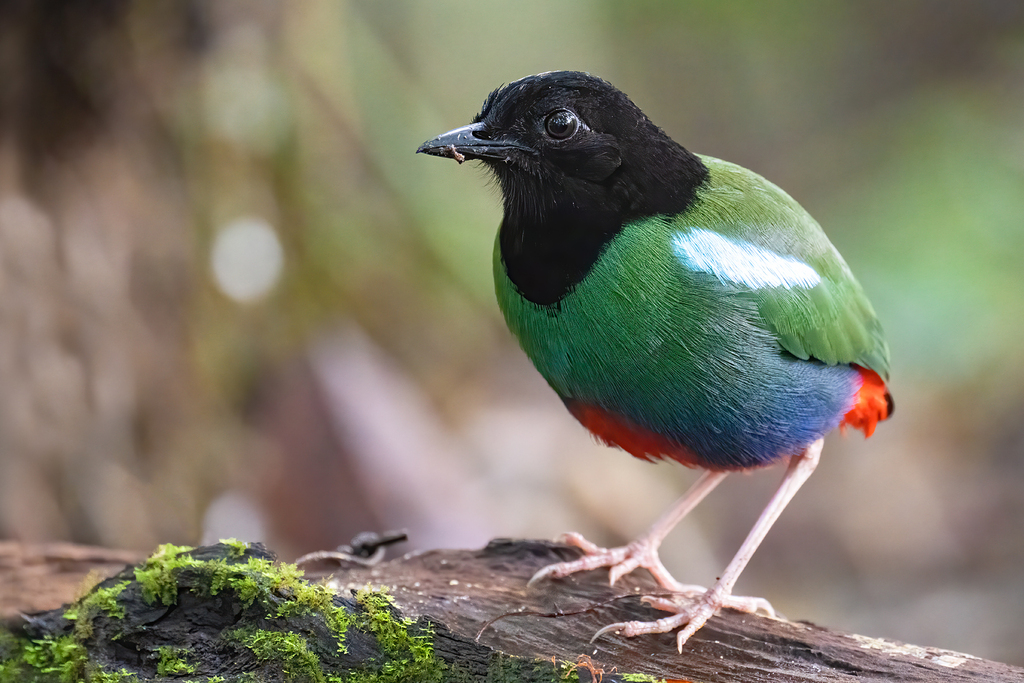 Biak Hooded Pitta photo