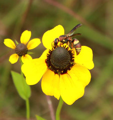 Euodynerus hidalgo hidalgo