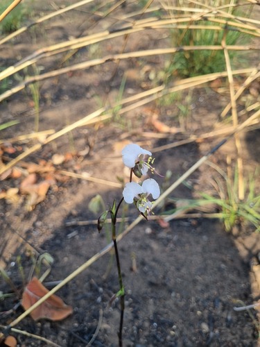 Commelina scaposa