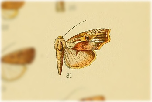 Gonodes albifissa