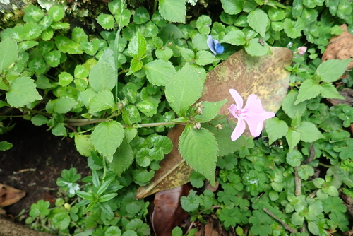 Impatiens hochstetteri