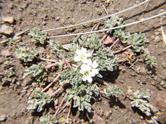 Geranium sessiliflorum