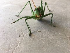 Neobarrettia spinosa