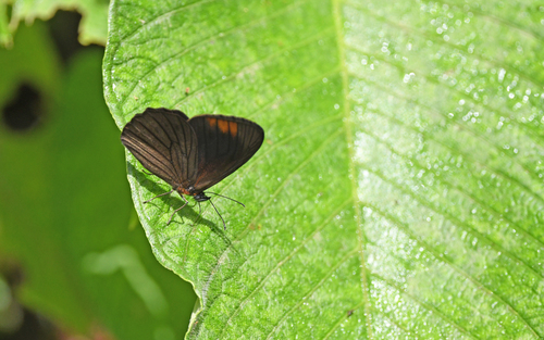 Lymanopoda venosa