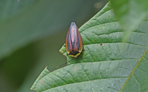 Rochaina peruana