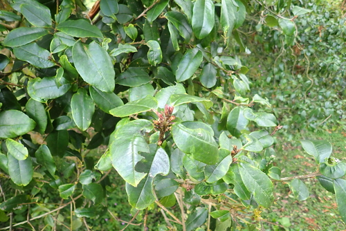 Cape Holly