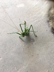 Neobarrettia spinosa