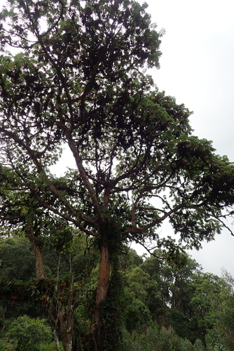 African Redwood