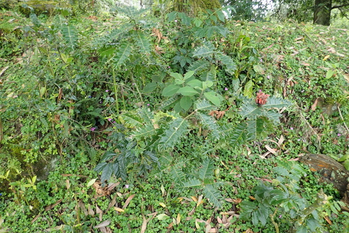 Ethiopian acanthus
