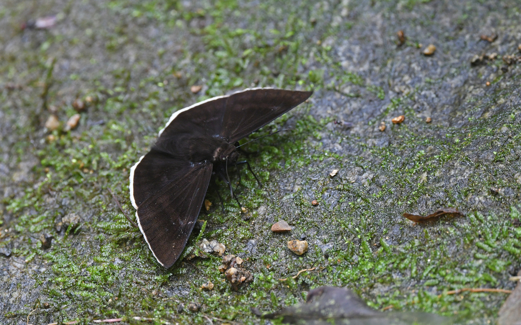 Aethilla eleusinia