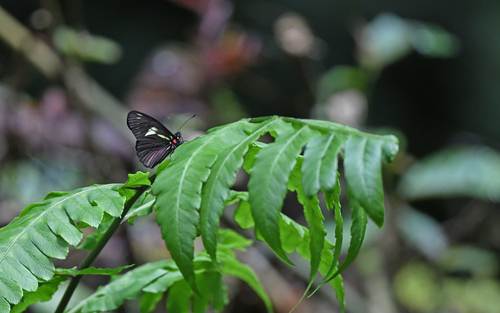 Catasticta pharnakia