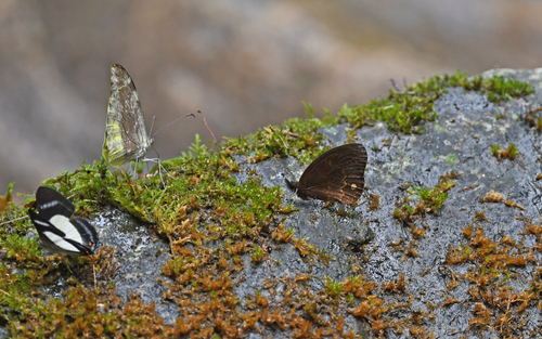 Manerebia cyclopina