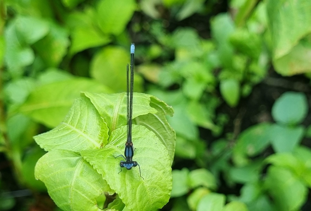 Zambezi Threadtail