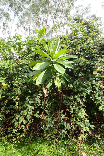 Lobelia giberroa