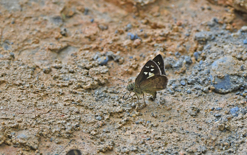 Plancus Skipperling