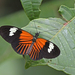 Heliconius melpomene malleti - Photo (c) Christoph Moning, some rights reserved (CC BY), uploaded by Christoph Moning