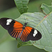 Heliconius melpomene malleti - Photo (c) Christoph Moning, alguns direitos reservados (CC BY), uploaded by Christoph Moning