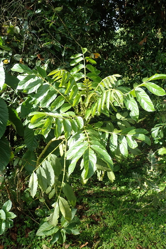Brucea antidysenterica