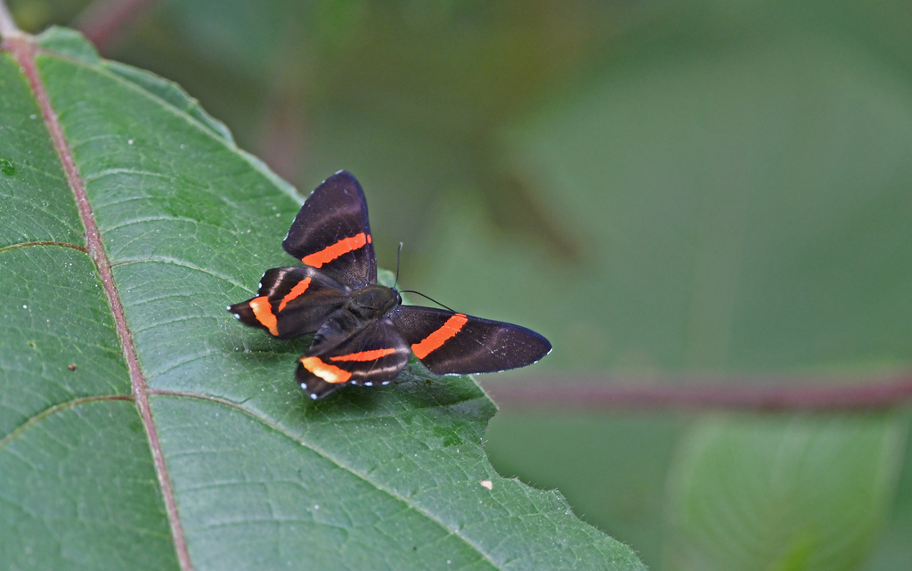 Ancyluris colubra