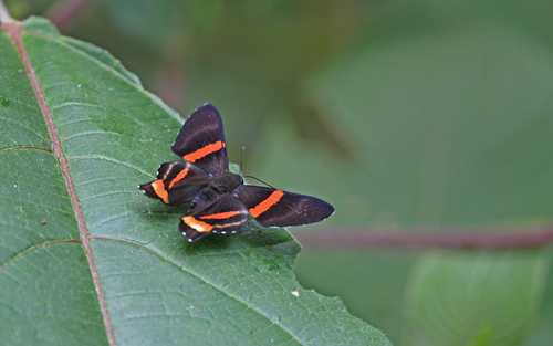 Ancyluris colubra