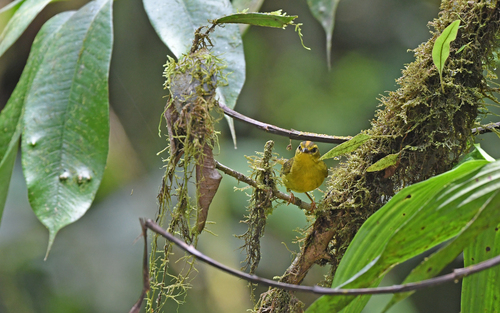 Cuzco Warbler (Myiothlypis chrysogaster), photo 7