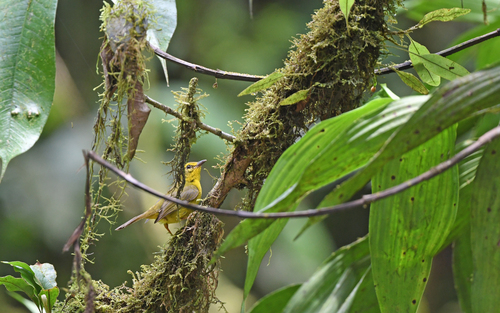 Cuzco Warbler (Myiothlypis chrysogaster), photo 4