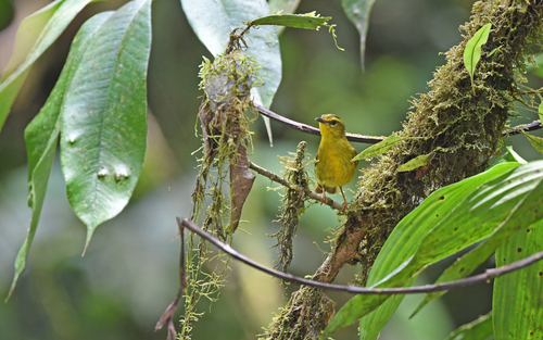 Cuzco Warbler (Myiothlypis chrysogaster), photo 8